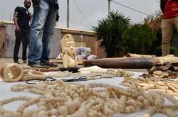 Велика Британія вводить заборону на продаж виробів зі слонової кістки