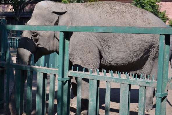 Одеський зоопарк поповнився новими мешканцями