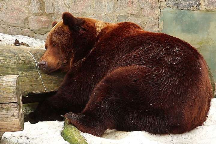 В харьковском зоопарке проснулись медведи: появились фото и видео