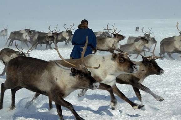 У Росії майже тисяча оленів померла від голоду 