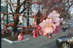Сакура в Мукачево