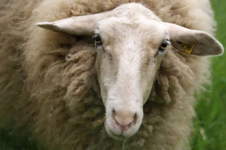 Австралія розслідує смерть 2,4 тисячі овець, які пливли до Еміратів 