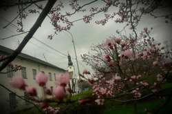 На Закарпатті продовжує цвісти сакура: надихаючі фото