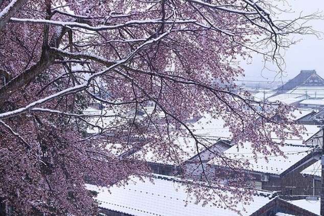 В Японії вперше за 17 років квітучі сакури засипало снігом