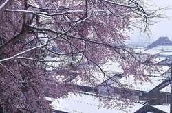 В Японії вперше за 17 років квітучі сакури засипало снігом