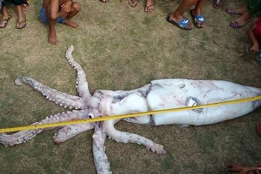 Рибалки на Філіппінах впіймали гігантського кальмара