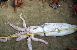 Рибалки на Філіппінах впіймали гігантського кальмара