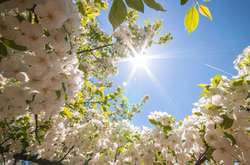 До кінця тижня в Україні пануватиме майже літо 