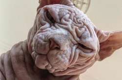 Кот из Швейцарии