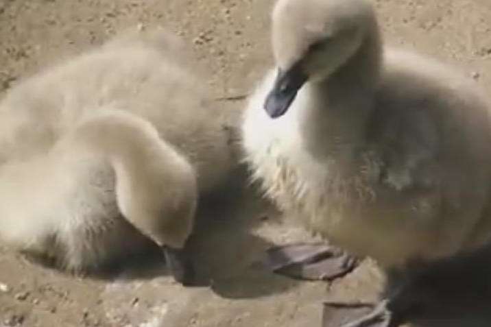 Черные лебеди из киевского зоопарка вывели птенцов: забавное видео