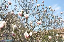 В Черновцах зацвела гигантская магнолия: появились впечатляющие фото