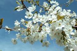 В Україні сьогодні місцями пройдуть дощі: прогноз погоди на 11 квітня