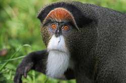 У вінницький зоопарк куплять мавпу з бородою