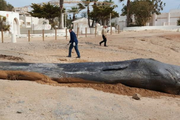 У шлунку мертвого кита виявили 29 кілограмів пластику