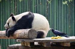 Панда и ворона в китайском зоопарке