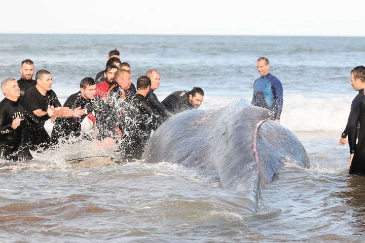 Як в Аргентині екологи рятували кита, який викинувся на берег (відео)
