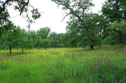 Суд заборонив будівництво на території природного парку «Голосіївський»