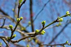 Квітень встановив у Києві перший температурний рекорд 