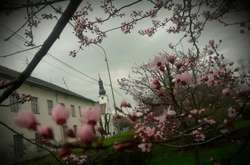 Влада Закарпаття просить про додатковий потяг до Ужгорода через цвітіння сакури