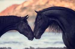 «Лошадиный стиль»: Роскошные лошадки в объективе финалиста Sony World Photography Awards 2018