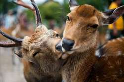 На Закарпатті провели перепис диких тварин 