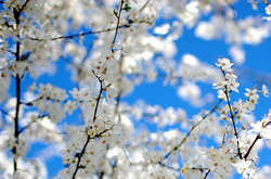 Синоптик прогнозує на вихідні сонячну і теплу погоду 