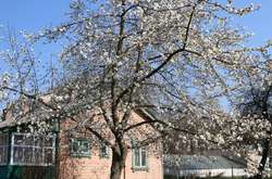 У Вінниці розцвіла найвища магнолія в Україні. Фоторепортаж