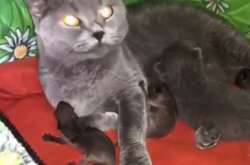 Кошка из зоопарка Владивостока приютила новорожденных енотов (видео)