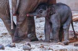 Какие милые животные: появились трогательные фото из европейских зоопарков