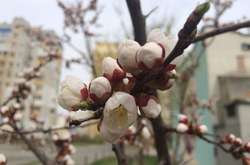 У квітні у Києві зафіксовано вже три температурних рекорди 