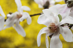 До ботсаду розпочалося паломництво: розквітли магнолії (фотогалерея)