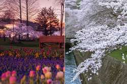  Цветущие весенние пейзажи Японии 