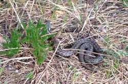 Гадюка степова