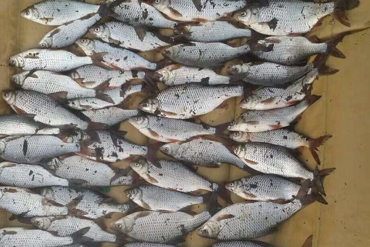 На Дніпрі затримано браконьєра: киянин сітками виловив риби на 5 тис. грн