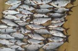 На Дніпрі затримано браконьєра: киянин сітками виловив риби на 5 тис. грн