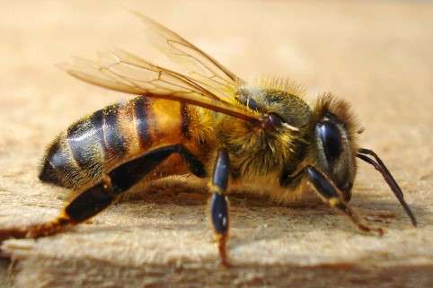 Інцидент в Москві: бджоли з вантажу залетіли в салон літака 