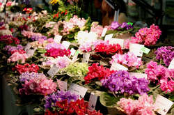 Киян запрошують на виставку лікувальних фіалок