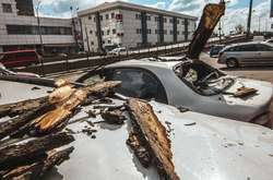 У столиці дерево розтрощило автомобіль (фото, відео)