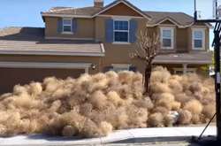 Нашествие перекати-поле в США&nbsp;