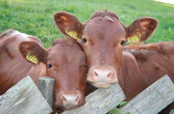 Викрадачі телят підняли на ноги всіх поліцейських Київщини