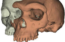  Створені на комп'ютері моделі черепів&nbsp;Homo sapiens (зліва) та&nbsp;Homo heidelbergensis, Kabwe 1,&nbsp;(справа) демонструють відмінності над очима. Зображення&nbsp;Paul O'Higgins, University of York. 