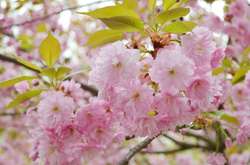 У суботу в Україні буде до +24 градусів 