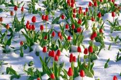 За теплою суботою в Україну прийде похолодання: на півночі можливий сніг  