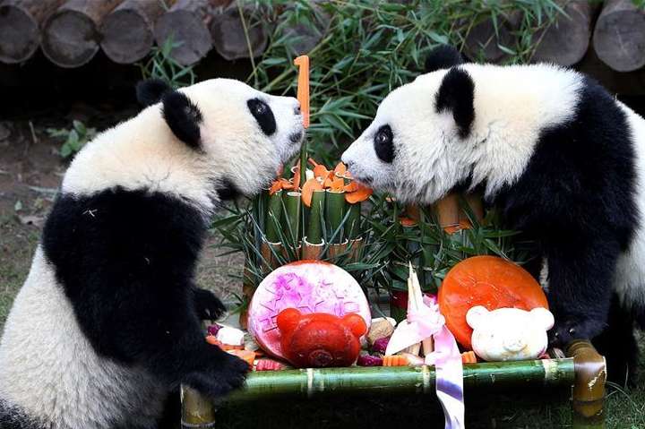 Панды-близнецы из Шанхая отметили свой первый День рождения