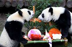 Панды-близнецы Юэ Юэ и Бань Бань