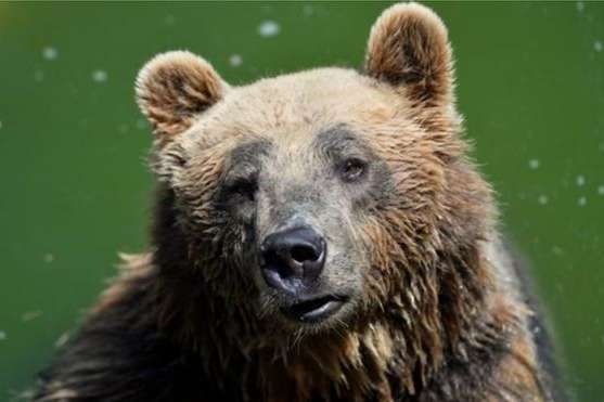 Італійські біологи випадково вбили рідкісного ведмедя 