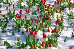 В Україну йде похолодання: на півночі можливий сніг