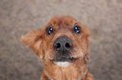 У Раду внесли законопроект про запровадження обліку домашніх тварин