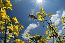 В Україні буде сонячно та без опадів: прогноз погоди на 23 квітня