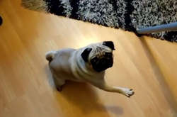 Шотландский блогер получил штраф за то, что научил собаку нацисткому приветствию